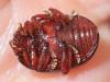 Chrysolina bankii